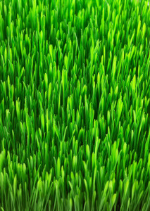 San Francisco Synthetic Grass