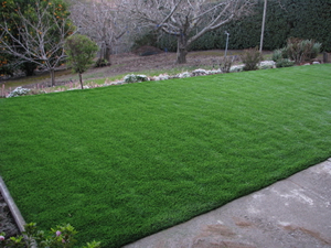 New Almaden synthetic grass