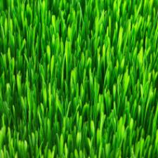 The Environment and Eco-Friendly Home Improvements: San Francisco Synthetic Grass, Water Saving Shower Heads & More
