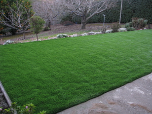 Newark synthetic grass