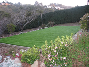 San Francisco Bay Area Synthetic Grass